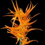 Fragrant - Brassia Orange Delight  "Hilo Sunrise' (3.5” pot)