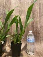 Fragrant - Brassia Orange Delight  "Hilo Sunrise' (3.5” pot) - Image 7