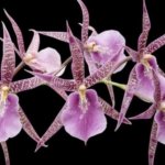 Bratonia Lavender Kiss 'Lavender Taffy' Blooming Size (3.5" pot)