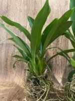 Brassia Aunty Diana Aki (Brs. caudata alba x Edvah Loo) Overgrowth can devide to several pots (3.5” pot) - Image 8