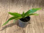 RARE Variegated Leaves Phragmipedium Bouley Bay (Eric Young 'Broadwaters' × Grande 'Vista’) (4" pot) - Image 6