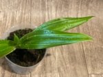 RARE Variegated Leaves Phragmipedium Bouley Bay (Eric Young 'Broadwaters' × Grande 'Vista’) (4" pot) - Image 3