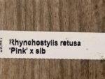 Rhynchostylis retusa pink × sib (3.5” pot) - Image 6