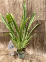 Quadruple Spikes Miltoniopsis Rene Komoda (4" Pot) - Image 4