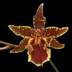 Tall Spike Colmanara Wildcat 'Petite Sirah' (3.5" pot)