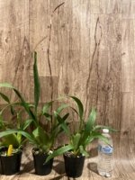 Tall Spike Colmanara Wildcat 'Petite Sirah' (3.5" pot) - Image 6