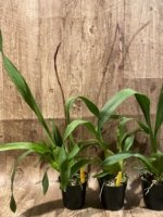 Tall Spike Colmanara Wildcat 'Petite Sirah' (3.5" pot) - Image 5