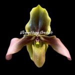 IN SPIKE - Paph. Hirsutissimum var. Esquirolei (Taiwan × JEM) x Sib with 4 New Growths (3.5” pot)