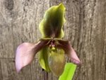 IN SPIKE - Paph. Hirsutissimum var. Esquirolei (Taiwan × JEM) x Sib with 2 New Growths (3.5” pot) - Image 3