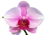 Double Spikes Phalaenopsis NOID (3.5” Pot) - Image 2
