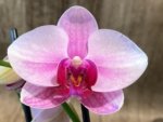 Double Spikes Phalaenopsis NOID (3.5” Pot) - Image 4