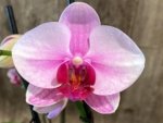 Double Spikes Phalaenopsis NOID (3.5” Pot) - Image 5