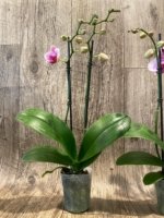 Double Spikes Phalaenopsis NOID (3.5” Pot) - Image 8