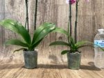 Double Spikes Phalaenopsis NOID (3.5” Pot) - Image 10