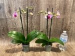 Double Spikes Phalaenopsis NOID (3.5” Pot) - Image 7
