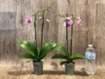 Double Spikes Phalaenopsis NOID (3.5” Pot) - Image 6