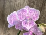 Double Spikes Phalaenopsis Tying Shin World Class (3" pot) - Image 5