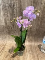 Double Spikes Phalaenopsis Tying Shin World Class (3" pot) - Image 7