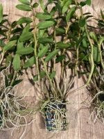 Dendrobium lowii Multi-Growths (3” pot) - Image 9