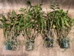 Dendrobium lowii Multi-Growths (3” pot) - Image 8
