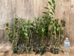 Dendrobium lowii Multi-Growths (3” pot) - Image 11