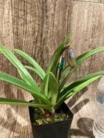 IN SPIKE - Paph. Hirsutissimum var. Esquirolei (Taiwan × JEM) x Sib with 4 New Growths (3.5” pot) - Image 8