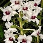 In Buds Dendrobium Alice Iwanaga (Thomas Warne × sanderae) (3.5” pot)