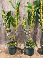 In Buds Fragrant - Dendrobium Fancy Smile Fat Canes (4” pot) - Image 3