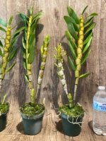 In Buds Fragrant - Dendrobium Fancy Smile Fat Canes (4” pot) - Image 4