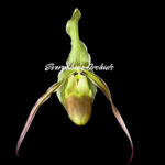 Phragmipedium longifolium 'Black As Night' × sib