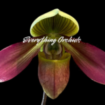 Paphiopedilum QF Philia (Aga’pe x hookerae)