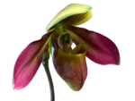 In Spike Paphiopedilum QF Philia (Aga'pe x hookerae) (2" pot) - Image 2