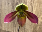 Paphiopedilum QF Philia (Aga’pe x hookerae)