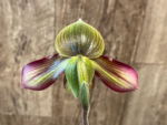 In Spike Paphiopedilum QF Philia (Aga'pe x hookerae) (2" pot) - Image 6