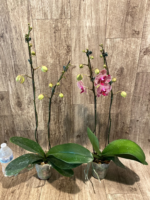 Double Spikes Phalaenopsis I-Hsin Seasame (4.5" pot) - Image 12