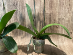 Double Spikes Phalaenopsis I-Hsin Seasame (4.5" pot) - Image 13