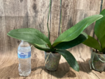Double Spikes Phalaenopsis I-Hsin Seasame (4.5" pot) - Image 14