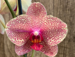 Double Spikes Phalaenopsis I-Hsin Seasame (4.5" pot) - Image 4