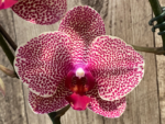 Double Spikes Phalaenopsis I-Hsin Seasame (4.5" pot) - Image 5