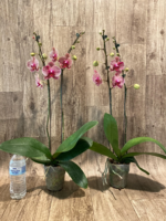 Double Spikes Phalaenopsis I-Hsin Seasame (4.5" pot) - Image 9