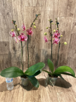 Double Spikes Phalaenopsis I-Hsin Seasame (4.5" pot) - Image 7