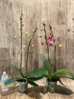 Double Spikes Phalaenopsis I-Hsin Seasame (4.5" pot) - Image 8