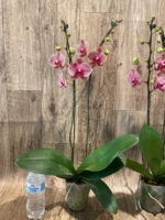 Double Spikes Phalaenopsis I-Hsin Seasame (4.5" pot) - Image 10