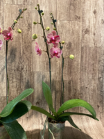 Double Spikes Phalaenopsis I-Hsin Seasame (4.5" pot) - Image 11