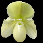 Paphiopedilum Topaz Charm x Greyi