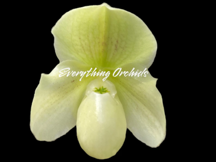 Paphiopedilum Topaz Charm x Greyi