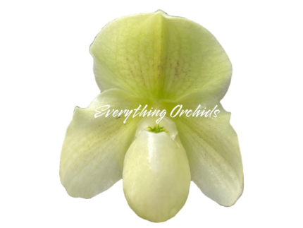 Paphiopedilum Topaz Charm x Greyi