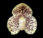 Paph. wenshanense (‘Big Spot’ x ‘Chocolate Chip’)