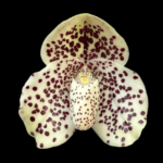 Paph. wenshanense (‘Big Spot’ x ‘Chocolate Chip’)