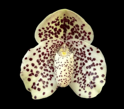 Paph. wenshanense (‘Big Spot’ x ‘Chocolate Chip’)